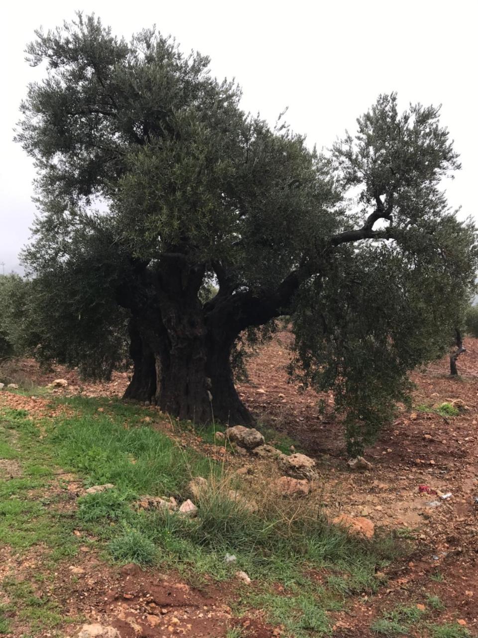 Ajloun Hotel Luaran gambar