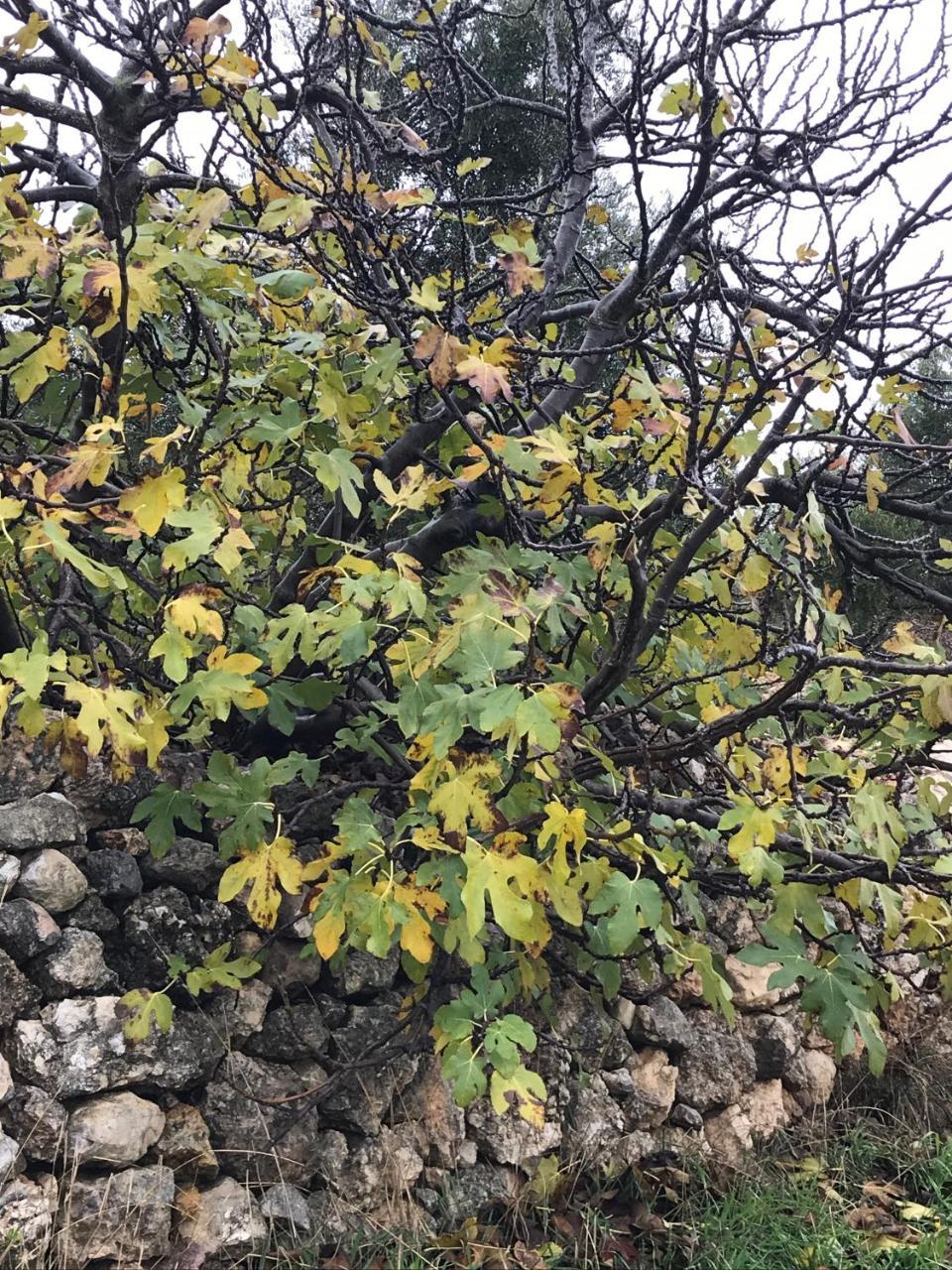 Ajloun Hotel Luaran gambar